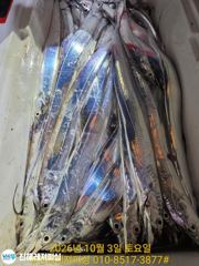 [진해] 내만칼치ㅡ퍼담고 엄청 올라오네요,쿨러빵빵(오늘 예약가능)