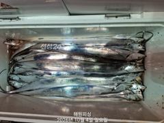 [진해] 내만갈치 4일새벽 갈치 폭발적으로 나오고 월요일 예약가능합니다