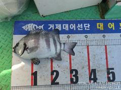 [거제] (감성돔)최근 어초여밭 대물~마릿수 소식 대어1호(5일 예약)