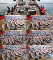 ♥붉바리조황 이정도는 잡아봐야지요대박 조황입니다[2026년10월04일] ◎ 해마루호가 뜨는이유? 조황때문이죠 ◎ 핵심포인트: 바로진입.. 바로히트.. ◎ 차원이 다른 조황으로 ...