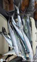 제트호!! (토)삼치 타작!! 방어도 히트~ (월)11시출항