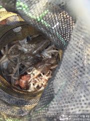 [사천] 사천피싱스타 주꾸미 조황입니다