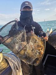 10/4일 팀대물호 갑오징어 조황입니다