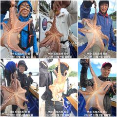 (여수 드림스타)돌문어사냥 다녀왔네요. 씨알굿! 마릿수굿!~
