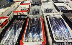 준내만갈치씨알급쿨러조황(화수목예약가능)