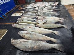 ▶▶[카이저2호] 10월 4일 생미끼낚시 조황입니다.◀◀