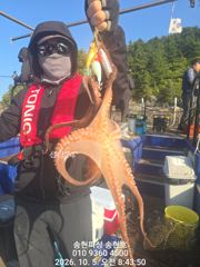 통영 송현호))돌문어 실시간 대박 마리수 쉴새없는 히트!