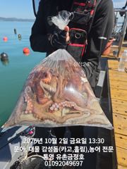 [통영] 통영 금정호 내일 문어낚시 출항확정! 자리여유있습니다