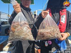 [여수,광양] 5일 문어 조황입니다.오늘도 풍성하게