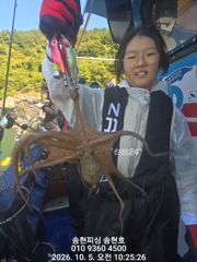 통영 송현호))돌문어 실시간 대박 마리수 쉴새없는 히트!