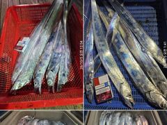 [거제] 먼바다 왕갈치 10월5일 월요일 조황