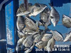 [마산] 진동강인호 오늘 세분 감성돔 조황