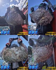 <고흥녹동>청룡호 5일 14분 돌문어 초대박조황!!(장원71수)