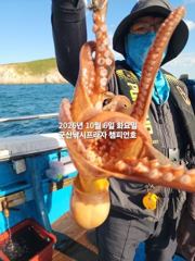 6일, 군산문어 ~싸이즈 확실한 덩치급 문어가~ 오늘도 스타트~실시간~~군산낚시프라자 챔피언호