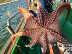 5일세진호/돌문어대박kg.마릿수많이잡고~수.가능~