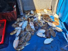 10/6일 조황입니다