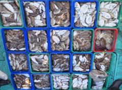 10월6일 안흥청용호 갑오징어 조황입니다