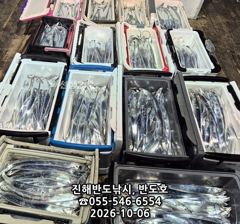 [진해] 6일,내만갈치,담뱃갑 사이즈에 쿨러 넘치게,엄청 나옵니다,내일출…