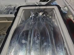 7일새벽,내만칼치 미친피딩 루어,텐빈1타1피 엄청나게퍼담고 쿨러넘쳐,오늘예약가능