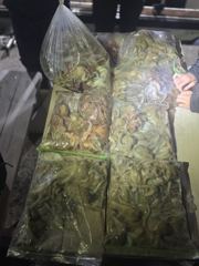 10월 6일(화) 문어조행