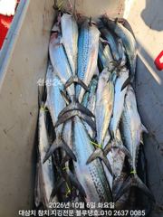 [경주] 시작된 가을파시ㅡ삼치, 방어가 지천입니다!