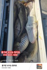 임원항 탐라호 왕대구 조황 입니다