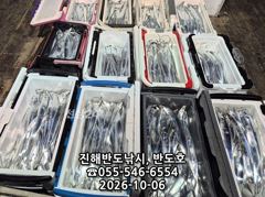 내만갈치,담뱃갑 사이즈에 쿨러 넘치게,엄청 나옵니다,오늘출항( 3자리 예약가능)