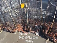 (문어)원도권 HOT포인트 덩어리 속출 퍼 담고~락피싱(8일 예약)
