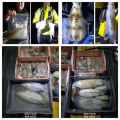[통영] 입문자분들 문어,무늬,갑이 굿 입니다.