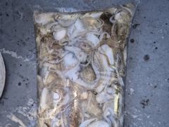 7일 열한분 전원 아침부터 왕쭈꾸미 너나피딩 받고 마리수 엄청 …