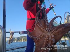 "돌문어" 1500g1200g1100g외 대물들15수13수12수외 3자릿수 전원 마릿수 최고^^ (예약가능)