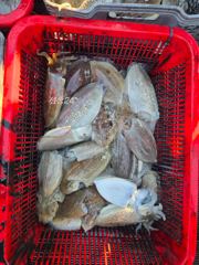 10월7일 안녕하세호 갑오징어조황입니다