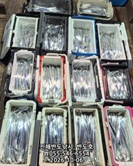 내만갈치,담뱃갑 사이즈에 쿨러 넘치게,엄청 나옵니다,내일출항(목,토~예약가능)