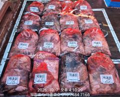 10월7일 무창포뉴아폴로호 대박 쭈꾸미 망태기조황