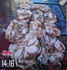 군산 뉴세븐호 ▶ 10월7일 쭈꾸미졸업식 ◀ 내일부터 갑오징어 주간출조!!