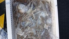 여수 시미터 피싱(갈치지깅/텐빈 전문선사) 26년 10월 3일 …