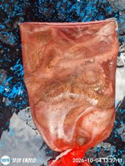 [포항] 목요일 돌문어 오전8시 출조나갑니다 자리널널