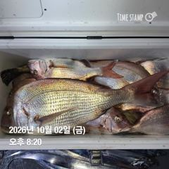 9일 10일 참돔 잡으려 가실분 연락주세요...