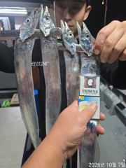 7일새벽 내만갈치 담배갑씨알 전원엄청잡고~!!루어,텐빈 1타1피~!!(오늘 예약중)