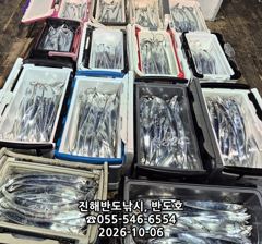 내만갈치,담뱃갑 사이즈에 쿨러 넘치게,엄청 나옵니다,내일출항(목,토~예약가능)