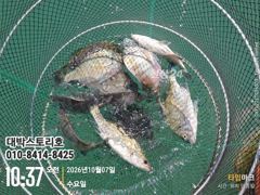 감성돔~ 이동~이동~후 피딩~~퍽퍽퍽