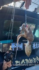 여수 문꾸미 조황입니다 씨알 very good