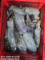낮에는 삼치,방어에 골병들고~ 야간에는 무늬가 퍽퍽올라오네요
