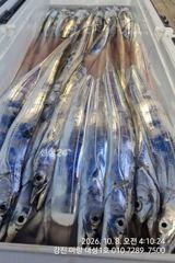 마량대성1호 8일조황 갈치풍년이네용