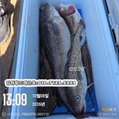 임원항드래곤호 왕대구 조황입니다