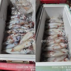 갈치도한치도 잘올라옵니다 계속출항합니다 일요일부터 자리여유있습니다