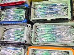 내만갈치~많타,많아!우당탕탕!엄청잡아(일요일예약가능)