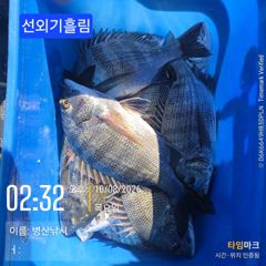 병산 감성돔35외 마리수 선상배&선외기흘림조황~~