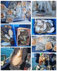 [보령,서천] 10월8일 비엔나호 쭈갑조황