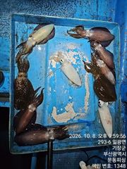 10.08 [포항] 환상적이네요(삼치 방어)